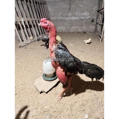 Gà ( Vật Nuôi ) Triệu Phong - Quảng Trị