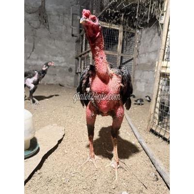 Gà ( Vật Nuôi ) Triệu Phong - Quảng Trị