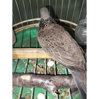 Chim ( Vật Nuôi ) Bình Chánh - Hồ Chí Minh