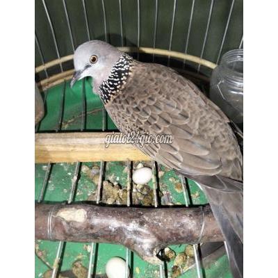 Chim ( Vật Nuôi ) Bình Chánh - Hồ Chí Minh