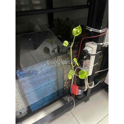 Vật Nuôi Thú Cưng Cũ Tân Phú - Hồ Chí Minh