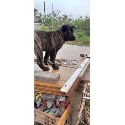 Vật Nuôi Thú Cưng Mê Linh - Hà Nội