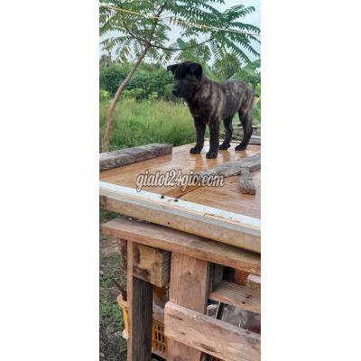 Vật Nuôi Thú Cưng Mê Linh - Hà Nội