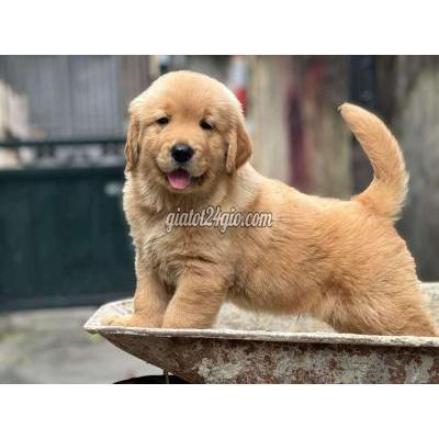 Vật Nuôi Thú Cưng Long Biên - Hà Nội