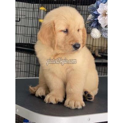 Vật Nuôi Thú Cưng Long Biên - Hà Nội