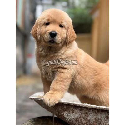 Vật Nuôi Thú Cưng Long Biên - Hà Nội