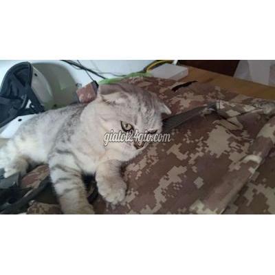 Mèo ( Vật Nuôi ) Phú Xuyên - Hà Nội