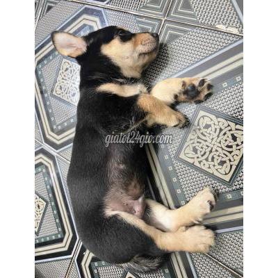 Chó Vật Nuôi Thú Cưng Thủ Đức - Hồ Chí Minh