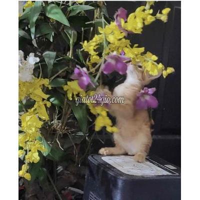 Mèo ( Vật Nuôi ) Quận 1 - Hồ Chí Minh