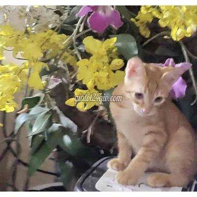 Mèo ( Vật Nuôi ) Quận 1 - Hồ Chí Minh