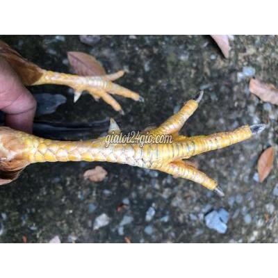 Gà ( Vật Nuôi ) Tam Bình - Vĩnh Long Gà ( Vật Nuôi ) Tam Bình - Vĩnh Long