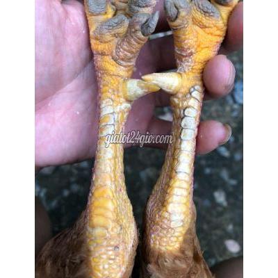Gà ( Vật Nuôi ) Tam Bình - Vĩnh Long Gà ( Vật Nuôi ) Tam Bình - Vĩnh Long