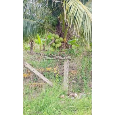 Đất Thổ Cư Châu Thành - Bến Tre Đất Thổ Cư Châu Thành - Bến Tre