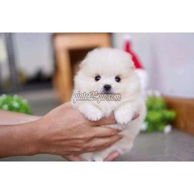 Vật Nuôi Thú Cưng Quận 6 - Hồ Chí Minh