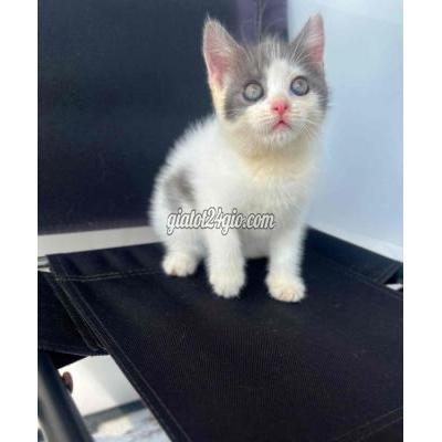 Mèo ( Vật Nuôi ) Quận 11 - Hồ Chí Minh Mèo ( Vật Nuôi ) Quận 11 - Hồ Chí Minh
