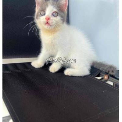 Mèo ( Vật Nuôi ) Quận 11 - Hồ Chí Minh Mèo ( Vật Nuôi ) Quận 11 - Hồ Chí Minh