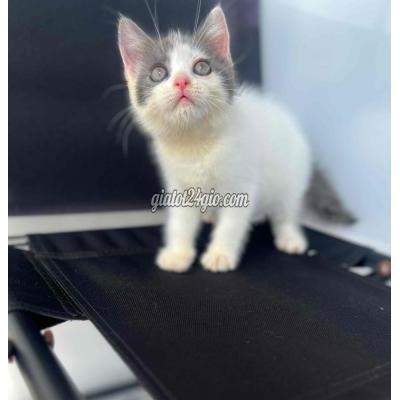 Mèo ( Vật Nuôi ) Quận 11 - Hồ Chí Minh Mèo ( Vật Nuôi ) Quận 11 - Hồ Chí Minh