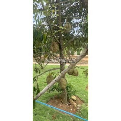 Đất Thổ Cư Bảo Lâm - Lâm Đồng Đất Thổ Cư Bảo Lâm - Lâm Đồng