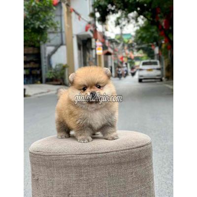 Vật Nuôi Thú Cưng Bình Tân - Hồ Chí Minh Vật Nuôi Thú Cưng Bình Tân - Hồ Chí Minh