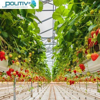 Vật Tư, Vật Liệu Xây Dựng, Sàn Gỗ, Ván, Tôn Cầu Giấy Hà Nội Màng Nhà Kính Giải Pháp Nông Nghiệp Công Nghệ Cao Hiệu Quả Kinh Tế Vượ...