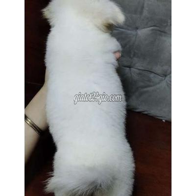 Vật Nuôi Thú Cưng Bình Chánh - Hồ Chí Minh