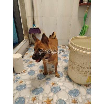 Vật Nuôi Thú Cưng Bình Tân - Hồ Chí Minh