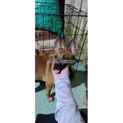 Vật Nuôi Thú Cưng Bình Tân - Hồ Chí Minh