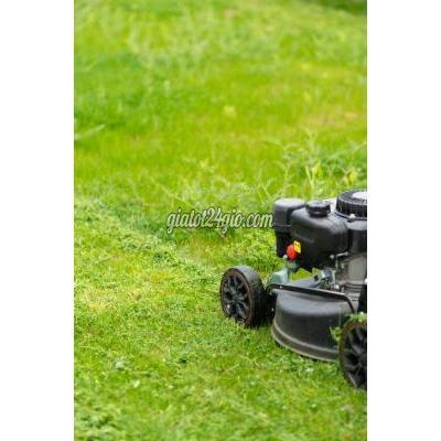 Cây Cảnh Biên Hòa Đồng Nai Chăm Sóc Cảnh Quan Kcn Vsip 1 Bình Dương A-z Cắt Tỉa An Toàn Bảo Dưỡng...