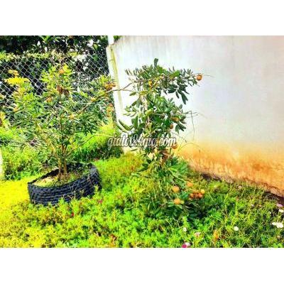 Đất Nông Nghiệp Tân Trụ - Long An