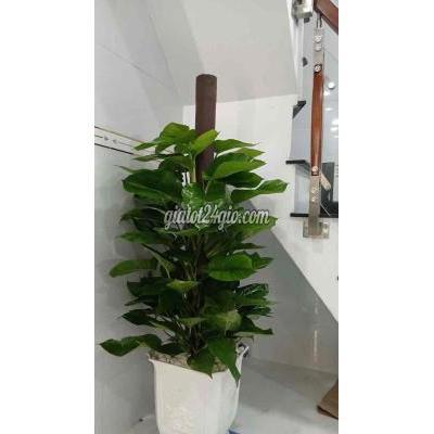 Bán Nhà Quận 12 - Hồ Chí Minh