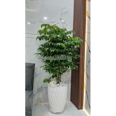 Bán Nhà Quận 12 - Hồ Chí Minh