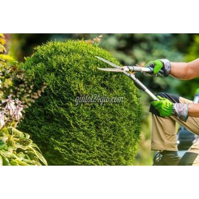 Cây Cảnh Biên Hòa Đồng Nai Báo Giá Thi Công Cây Xanh Công Trình Dự Án 2025 Chất Lượng Tối Ưu Chi ...