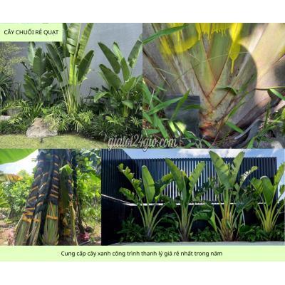 Cây Cảnh Biên Hòa Đồng Nai Cung Cấp Cây Xanh Công Trình Sỉ Giá Rẻ Đồng Nai Tphcm