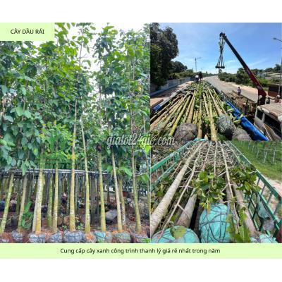 Cây Cảnh Biên Hòa Đồng Nai Cung Cấp Cây Xanh Công Trình Sỉ Giá Rẻ Đồng Nai Tphcm