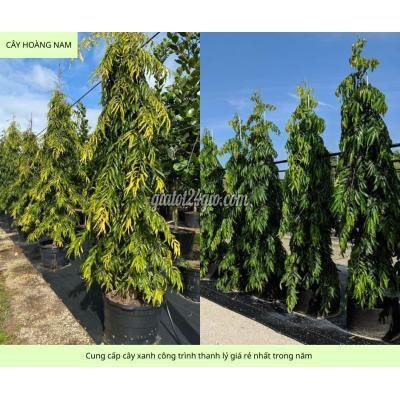 Cây Cảnh Biên Hòa Đồng Nai Cung Cấp Cây Xanh Công Trình Sỉ Giá Rẻ Đồng Nai Tphcm