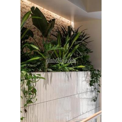 Cây Cảnh Biên Hòa Đồng Nai Chăm Sóc Và Bảo Dưỡng Cây Xanh Văn Phòng Định Kỳ Dpl