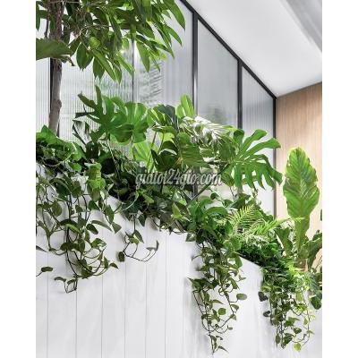 Cây Cảnh Biên Hòa Đồng Nai Chăm Sóc Và Bảo Dưỡng Cây Xanh Văn Phòng Định Kỳ Dpl