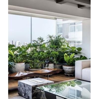 Cây Cảnh Biên Hòa Đồng Nai Chăm Sóc Và Bảo Dưỡng Cây Xanh Văn Phòng Định Kỳ Dpl