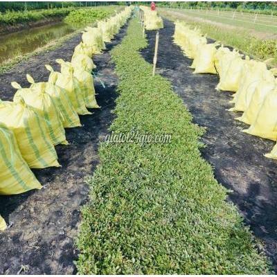 Cây Cảnh Biên Hòa Đồng Nai Dịch Vụ Trồng Cỏ Lá Gừng Công Trình Dpl