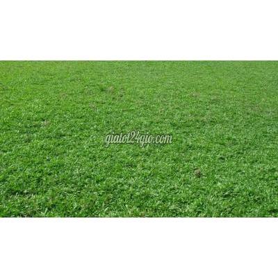 Cây Cảnh Biên Hòa Đồng Nai Dịch Vụ Trồng Cỏ Lá Gừng Công Trình Dpl