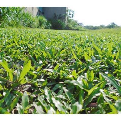 Cây Cảnh Biên Hòa Đồng Nai Dịch Vụ Trồng Cỏ Lá Gừng Công Trình Dpl