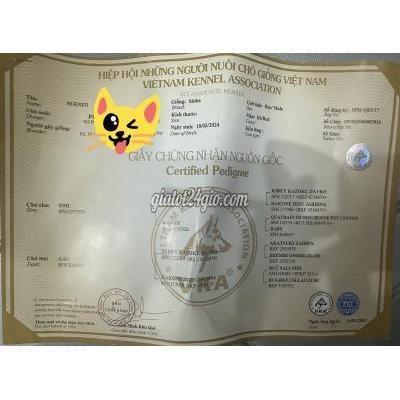 Thú Cưng, Chó Cảnh Giá Rẻ Thanh Khê Đà Nẵng Bán Shiba Inu Đực Chích 4 Mũi Của Mỹ Có Gắn Chip Giấy Chứng Nhận