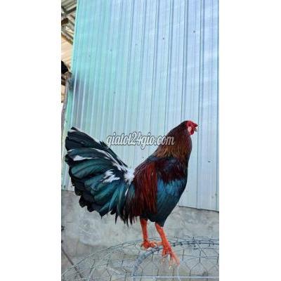 Gà ( Vật Nuôi ) Chợ Mới - An Giang