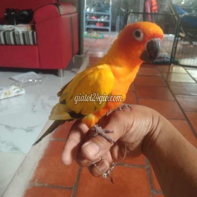 Chim ( Vật Nuôi ) Hóc Môn - Hồ Chí Minh