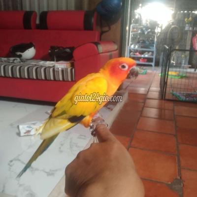 Chim ( Vật Nuôi ) Hóc Môn - Hồ Chí Minh