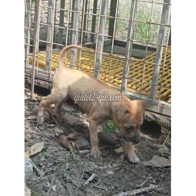 Vật Nuôi Thú Cưng Củ Chi - Hồ Chí Minh