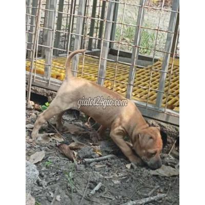 Vật Nuôi Thú Cưng Củ Chi - Hồ Chí Minh