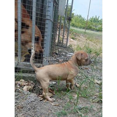 Vật Nuôi Thú Cưng Củ Chi - Hồ Chí Minh