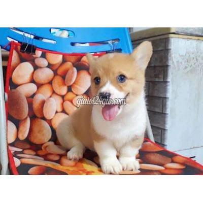 Vật Nuôi Thú Cưng Đống Đa - Hà Nội