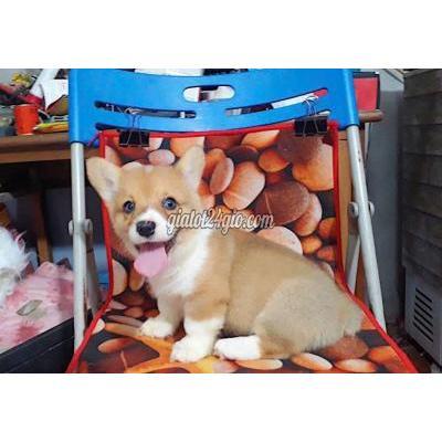 Vật Nuôi Thú Cưng Đống Đa - Hà Nội